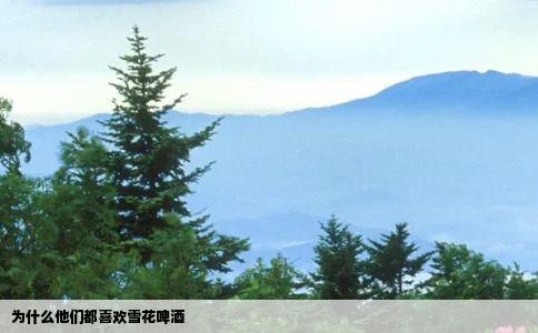 为什么他们都喜欢雪花啤酒