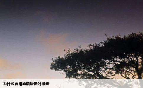 为什么要用酒精吸走叶绿素