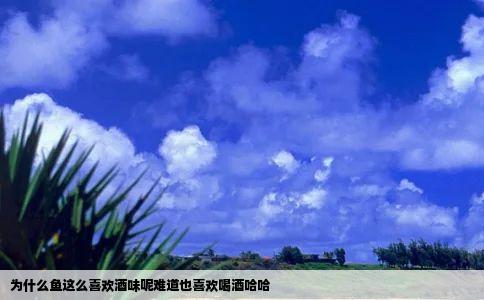 为什么鱼这么喜欢酒味呢难道也喜欢喝酒哈哈