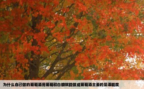 为什么自己做的葡萄酒用葡萄和白糖就能做成葡萄酒主要的是酒精度