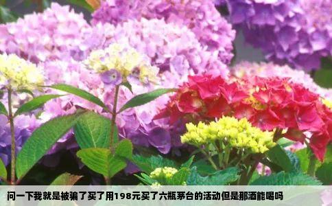 问一下我就是被骗了买了用198元买了六瓶茅台的活动但是那酒能喝吗