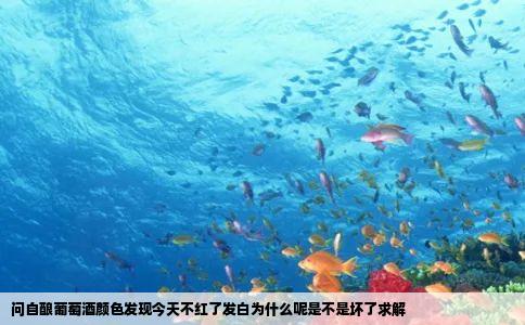 问自酿葡萄酒颜色发现今天不红了发白为什么呢是不是坏了求解