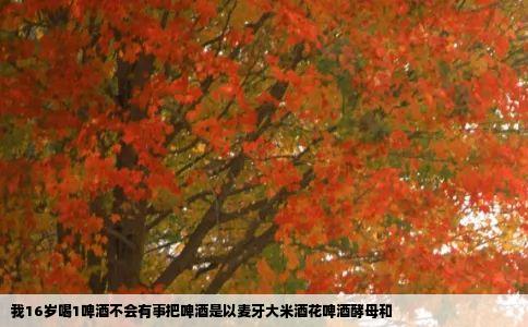 我16岁喝1啤酒不会有事把啤酒是以麦牙大米酒花啤酒酵母和