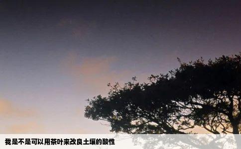 我是不是可以用茶叶来改良土壤的酸性
