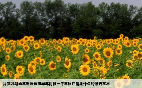 我实习期酒驾驾照暂扣半年罚款一千驾照注销我什么时候去学习