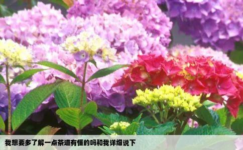 我想要多了解一点茶道有懂的吗和我详细说下