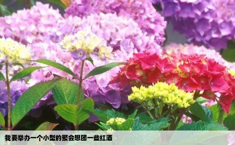 我要举办一个小型的聚会想团一些红酒