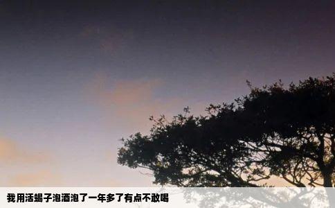 我用活蝎子泡酒泡了一年多了有点不敢喝