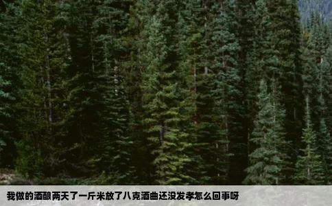我做的酒酿两天了一斤米放了八克酒曲还没发孝怎么回事呀