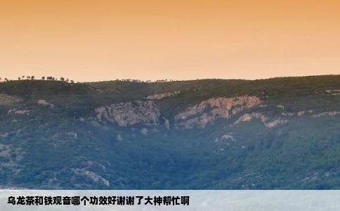 乌龙茶和铁观音哪个功效好谢谢了大神帮忙啊