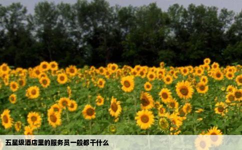 五星级酒店里的服务员一般都干什么