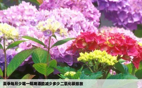 夏季每月少喝一瓶啤酒能减少多少二氧化碳排放