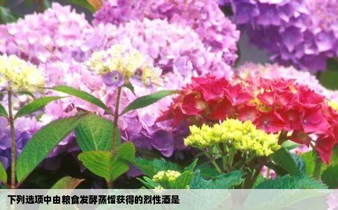 下列选项中由粮食发酵蒸馏获得的烈性酒是