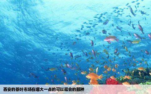西安的茶叶市场在哪大一点的可以逛会的那种