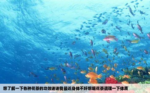 想了解一下各种花茶的功效谢谢我最近身体不好想喝花茶调理一下体质