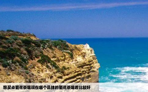 想买点菊花茶喝现在哪个品牌的菊花茶喝着比较好