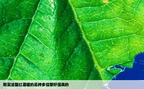 想买法国红酒哪的品种多信誉好保真的