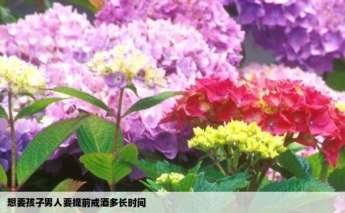 想要孩子男人要提前戒酒多长时间