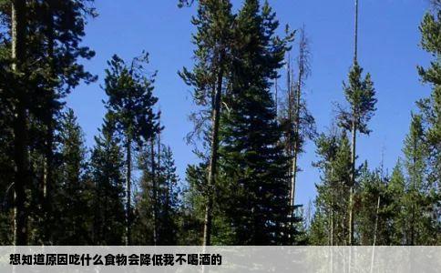 想知道原因吃什么食物会降低我不喝酒的