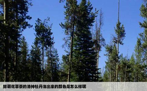 鲜萌花草茶的洛神牡丹泡出来的颜色是怎么样呢