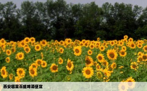 西安哪里百威啤酒便宜