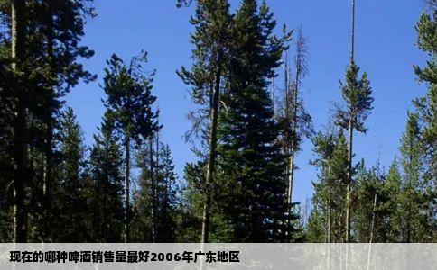 现在的哪种啤酒销售量最好2006年广东地区
