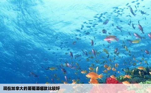 现在加拿大的葡萄酒哪款比较好