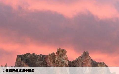 小白茶就是建阳小白么