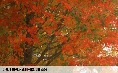 小儿手被开水烫到可以用白酒吗
