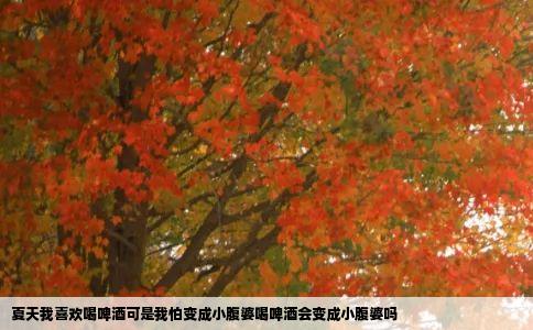 夏天我喜欢喝啤酒可是我怕变成小腹婆喝啤酒会变成小腹婆吗