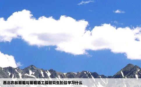 西北农林葡萄与葡萄酒工程研究生阶段学习什么