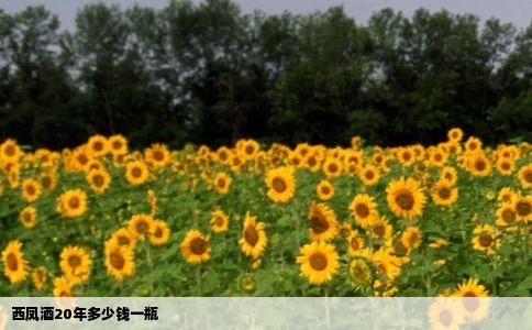 西凤酒20年多少钱一瓶