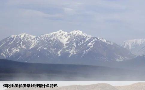 信阳毛尖和虔茶分别有什么特色