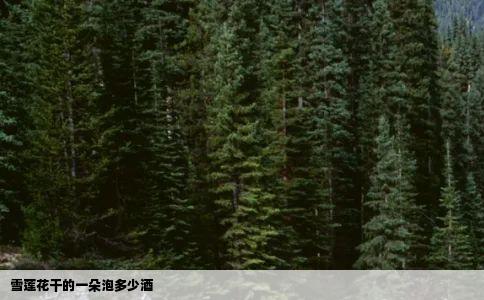 雪莲花干的一朵泡多少酒