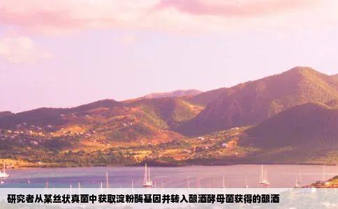 研究者从某丝状真菌中获取淀粉酶基因并转入酿酒酵母菌获得的酿酒