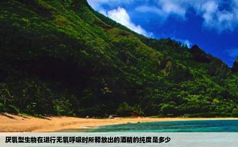 厌氧型生物在进行无氧呼吸时所释放出的酒精的纯度是多少