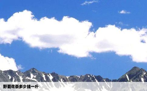 野菊花茶多少钱一斤