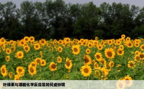 叶绿素与酒精化学反应是如何成份呢