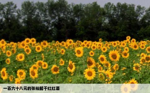 一百六十八元的张裕解干红红酒