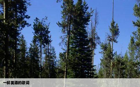 一杯美酒的歌词