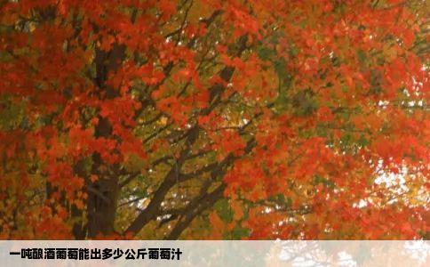 一吨酿酒葡萄能出多少公斤葡萄汁