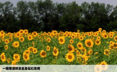 一喝啤酒就会全身起红疙瘩