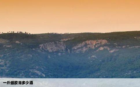 一斤蜂胶泡多少酒