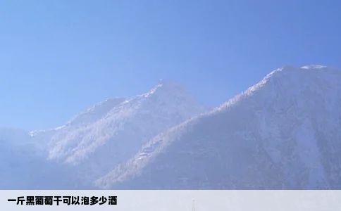 一斤黑葡萄干可以泡多少酒