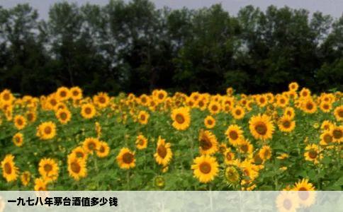 一九七八年茅台酒值多少钱