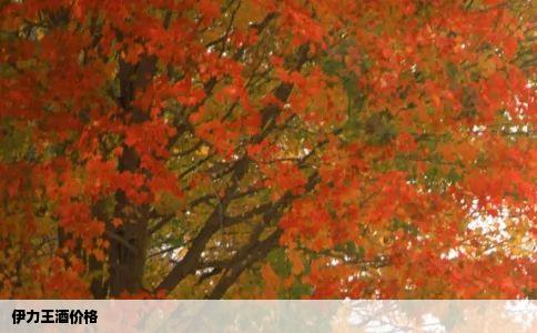 伊力王酒价格