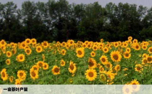 一亩茶叶产量