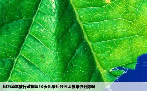 因为酒驾被行政拘留10天出来后会因此被单位开除吗