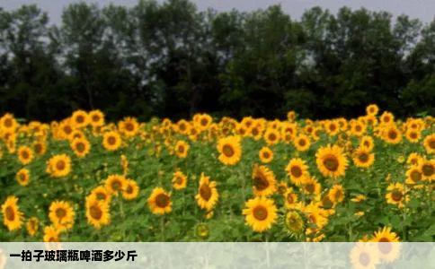 一拍子玻璃瓶啤酒多少斤
