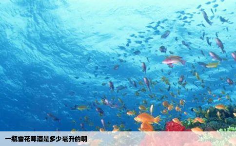 一瓶雪花啤酒是多少毫升的啊